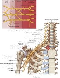 Image result for Axillary Nerve Block