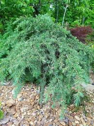 Deodar cedar is an evergreen coniferous large tree of impressive habit. Feelin Blue Deodar Cedar For Sale Online The Tree Center