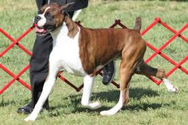 Boxer Dogs Size Chart Goldenacresdogs Com