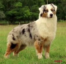 We originally began raising standard aussies for 6 yrs. Dailo S Home Facebook