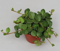 Image result for Peperomia tetraphylla