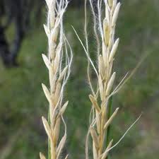 Image result for Trachypogon