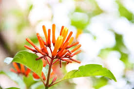 Image result for Hamelia patens