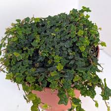 Image result for Ficus persicifolia