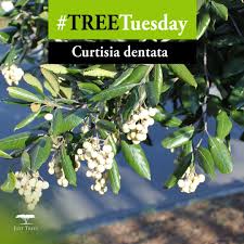 Image result for Curtisia dentata