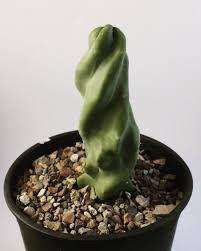 But this does not mean that your their growing medium will also determine how much water your totem pole cacti may need. Spiral Totem Pole Cactus