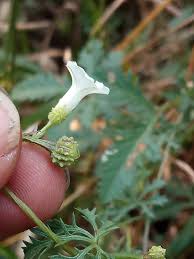 Image result for Ipomoea coptica