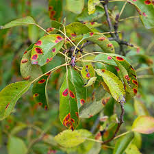 Birnbaum Pflanzen Pflegen So Geht Es Native Plants