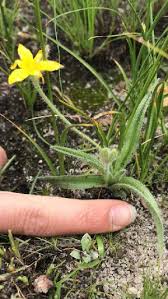 Image result for Hypoxis angustifolia