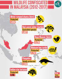 Pet owners must submit a veterinary health certificate (vhc) to import exotic animals or wildlife as a pet, you may also need to obtain approval from the department. Malaysia S Booming Exotic Pet Trade The Asean Post