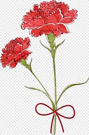 Great offers on site, order now Red Flowers Illustration Carnation Flower Drawing Watercolor Painting Carnation Flower Arranging Plant Stem Png Pngegg