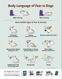Whining Puppies Is It Such A Big Deal Okaw Veterinary Clinic