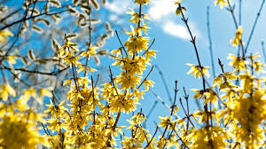 Top 10 Flowering Trees