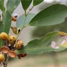 Image result for Maytenus undata