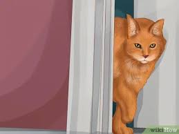 Is it possible to ever truly tame a feral cat? 3 Ways To Socialize A Fearful Cat Wikihow