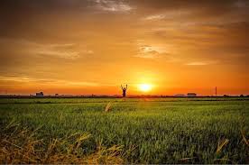 Kota sarang semut, kedah, malaizija. 17 Gambar Pemandangan Sawah Padi Di Kedah Kumpulan Gambar Pemandangan