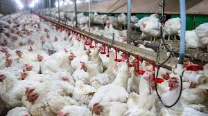 Avian influenza (bird flu) mainly affects birds. 30 Day Restrictions In Place To Protect Poultry From Avian Flu News Farmers Guardian