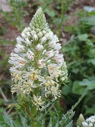 Image result for Resedaceae