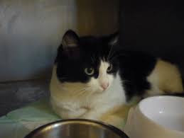 Les chats du coeur lisieux. Les Chats Du Coeur Infolocale