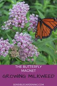 Growing Milkweed Sensible Gardening And Living Butterfly Plants Butterfly Garden Plants Milkweed Plant