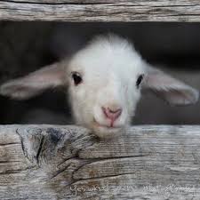 Animals Gallery Blog Archive Lamby Cute Animals Cute Baby Animals Animals