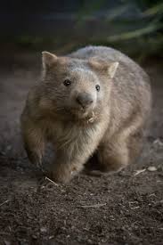 Image result for Common wombat
