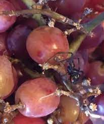 Woman finds two black widows in bag of grapes from NE store