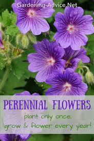 Asters last throughout the year. Perennial Garden Plants Flower Gardening Advice For Colorful Gardens