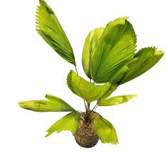 Image result for Licuala grandis