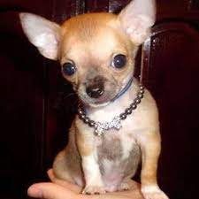 Mi Hermosa Baby De Cocky Perros Chiguagua Perros Chihuahua Perros Golden Bebes