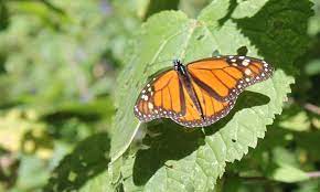 Deforestacion Y Mineria Amenazan Una Reserva De Mariposas Monarca En Mexico