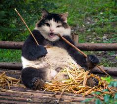 Scroll down and marvel at them. Funny And Creepy Cat Hybrids Bred In Photoshop