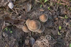 Image result for Gonatopus petiolulatus