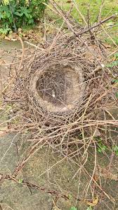 Maybe you would like to learn more about one of these? Nest Identification Identify This Wildlife The Rspb Community