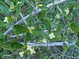 Image result for Pyrostria