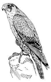 Falcon Clipart Web Image Falcon Tattoo Falcon Drawing Falcon Art