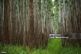 Image result for Eucalyptus cloeziana