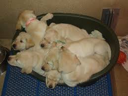 Puppy Pics Guiding Eyes For The Blind Facebook Seeing Eye Dog Puppy Pictures Guide Dog