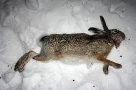 In cadrul rasei sint iepuri cu blana de diferite culori intre principalele specii de iepuri salbatici de cimp (lepus timidus) si de padure (lepus cuniculus) exista. Iepure De Camp Adygl
