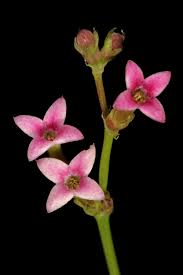 Image result for Cordylostigma longifolium