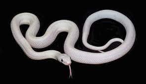 High White California King Snake White And Albino Herptiles California King Snake Small Snakes Snake