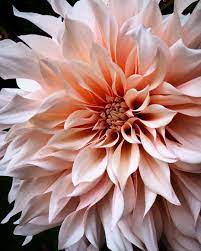 Sharon Santoni On Instagram From The Garden This Evening Cafe Au Lait Dahlia Seriously Hard To B Vegetable Garden Design Beautiful Flowers Pretty Flowers