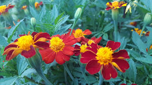 oeillet d inde red metamorph variete naine de 30 cm de haut fleursur de couleur rouge fonce acajou orange et jaune les couleurs changent pendant les plants