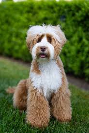 Hunterberry Hill Labradoodles Our Boys Archives