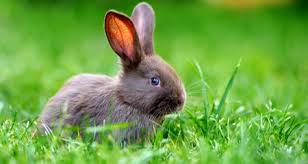 A knowledgeable rabbit veterinarian can spay or neuter your rabbit with very little risk to a healthy rabbit. Spaying And Neutering Rabbits Why When And How And Post Operative Care Petcoach