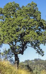 Image result for Brachychiton