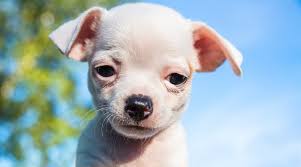 The bichon frise is a wonderfully cheerful, loving, and smart dog breed. White Dog Breeds 31 Big Small Pups With Short Or Fluffy Coats