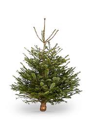 Sapin Naturel Nordmann Coupe H 150 180 Cm Castorama