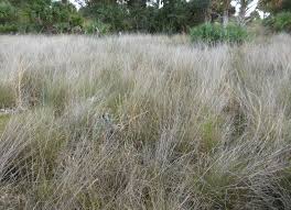 Image result for Ctenium somalense