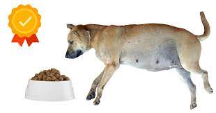 Cane Incinta Alimentazione La Dieta Corretta Del Cane In Gravidanza